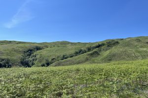 A photo of woodland near Glensanda super quarry