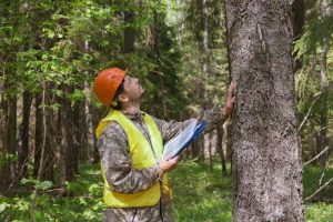 forest-engineer-300x200.jpg