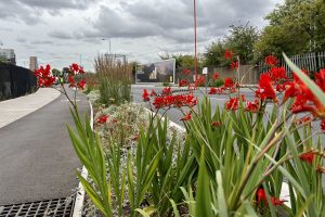 Meristem-Design_Forest-Road-Rain-Gardens-SuDS-003-300x200.jpg